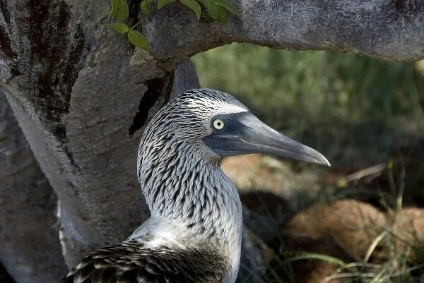 Ecuador, Galapagos, North Seymour. Blue-footed booby (WILD: Sula nebouxii excisa