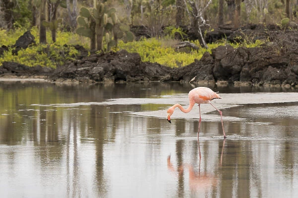 Ecuador, Galapagos, Northern Santa Cruz Island, Dragon Hill area. Greater flamingo