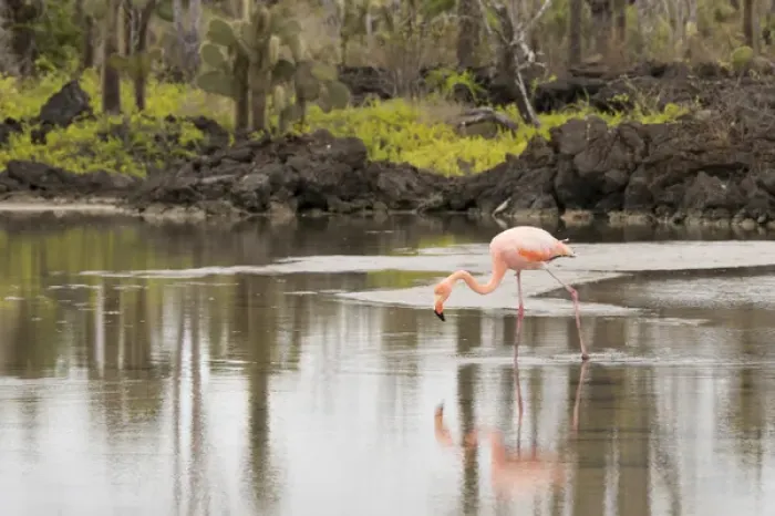 Framed Print : Ecuador, Galapagos, Northern Santa Cruz Island, Dragon Hill area. Greater flamingo