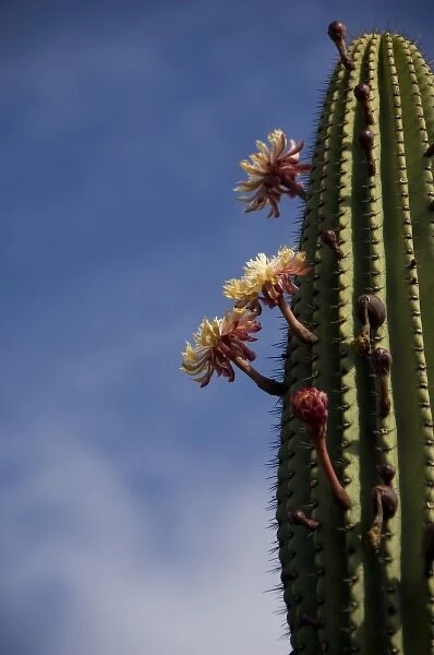 Ecuador, Galapagos, San Cristobal Island (aka Chatham). Plant life: Candelabra Cactus in bloom