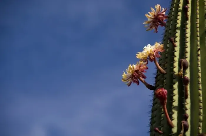 Framed Print : Ecuador, Galapagos, San Cristobal Island (aka Chatham). Plant life: Candelabra Cactus in bloom Framed Print : Ecuador, Galapagos, San Cristobal Island (aka Chatham). Plant life: Candelabra Cactus in bloom