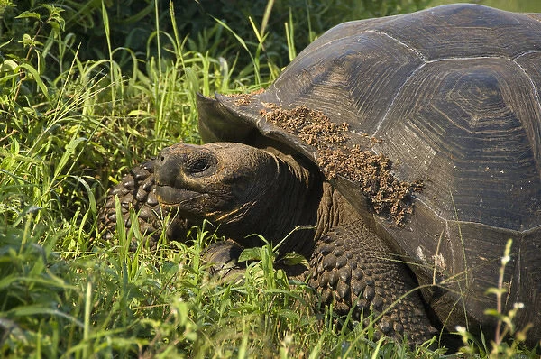 Ecuador, Galapagos, Santa Cruz. Galapagos Giant Tortoise (WILD: Geochelone nigrita