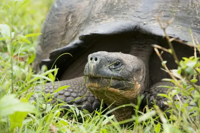 Framed Print : Ecuador, Galapagos. Santa Cruz highlands, wild Galapagos dome-shaped tortoise (endemic sub-species