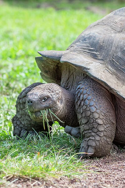 Ecuador, Galapagos, Santa Cruz Island, El Chato Ranch. Wild Galapagos Giant Tortoise dome-shaped tortoises