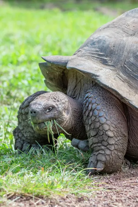Framed Print : Ecuador, Galapagos, Santa Cruz Island, El Chato Ranch. Wild Galapagos Giant Tortoise dome-shaped tortoises