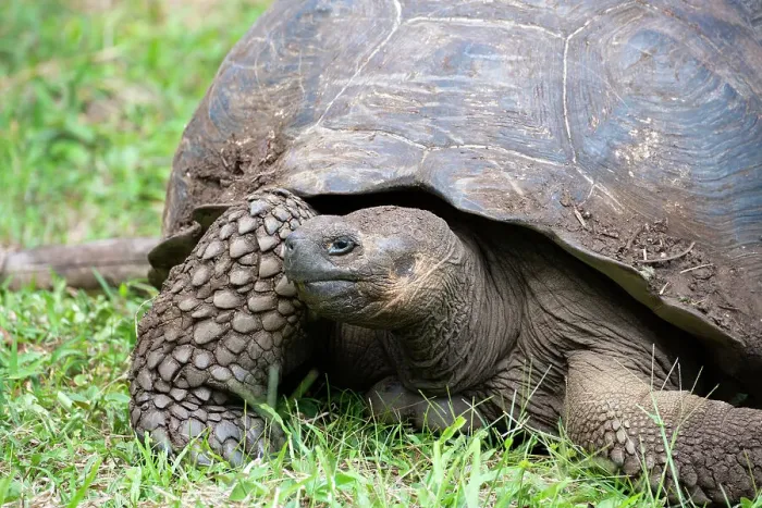 Framed Print : Ecuador, Galapagos, Santa Cruz Island, El Chato Ranch. Wild Galapagos Giant Tortoise dome-shaped tortoises