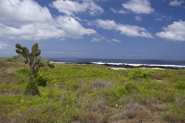 Ecuador, Galapagos, Santiago (aka James). James Bay, Puerto Egas. Island landscape