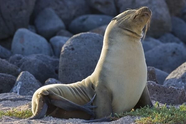 Ecuador. A Galapagos Sea Lion basks in the sun on North Seymour Island in the Galapagos