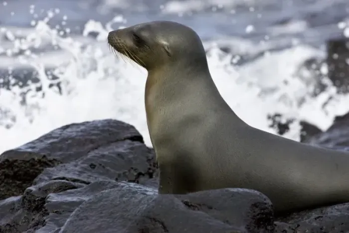 Framed Print : Ecuador. Galapagos Sea Lion leaving the water Framed Print : Ecuador. Galapagos Sea Lion leaving the water