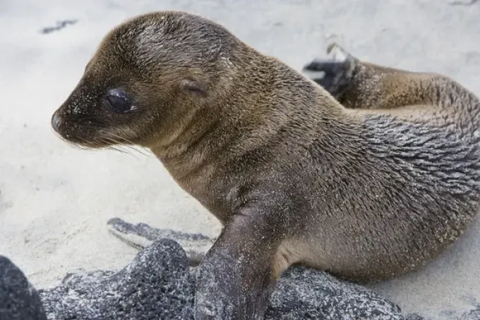 Framed Print : Ecuador. Galapagos Sea Lion pup on the beach Framed Print : Ecuador. Galapagos Sea Lion pup on the beach