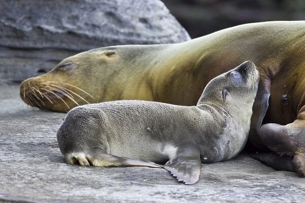 Ecuador. Galapagos Sea Lion pup and mother