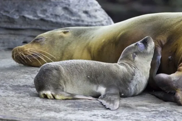 Framed Print : Ecuador. Galapagos Sea Lion pup and mother Framed Print : Ecuador. Galapagos Sea Lion pup and mother