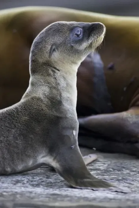Framed Print : Ecuador. Galapagos Sea Lion pup and mother