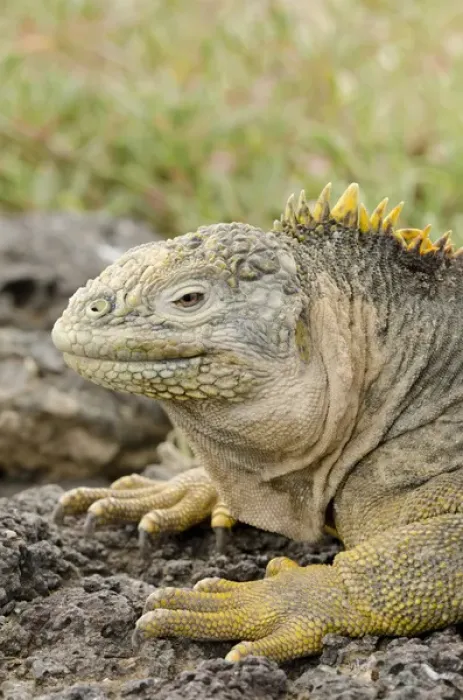 Framed Print : Ecuador, Galapagos, South Plaza Island. Endemic land iguana (Wild: Conolophus subcristatus) head Framed Print : Ecuador, Galapagos, South Plaza Island. Endemic land iguana (Wild: Conolophus subcristatus) head