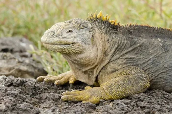 Framed Print : Ecuador, Galapagos, South Plaza Island. Endemic land iguana (Wild: Conolophus subcristatus) head