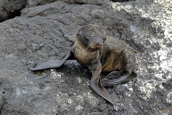 Ecuador, Galapagos, South Plaza island. Baby Sea Lion