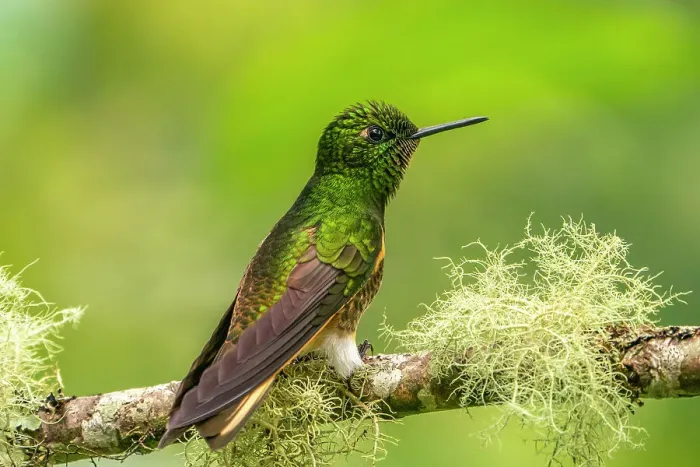 Framed Print : Ecuador, Guango. Buff-tailed coronet hummingbird close-up Framed Print : Ecuador, Guango. Buff-tailed coronet hummingbird close-up