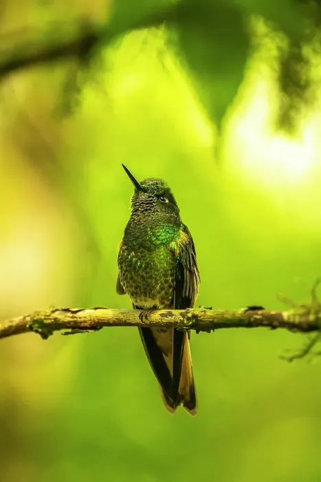 Framed Print : Ecuador, Guango. Buff-tailed coronet hummingbird close-up Framed Print : Ecuador, Guango. Buff-tailed coronet hummingbird close-up