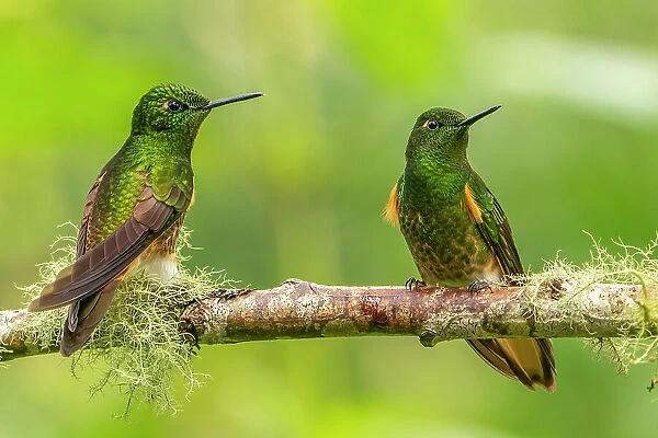 Ecuador, Guango. Buff-tailed coronet hummingbirds close-up