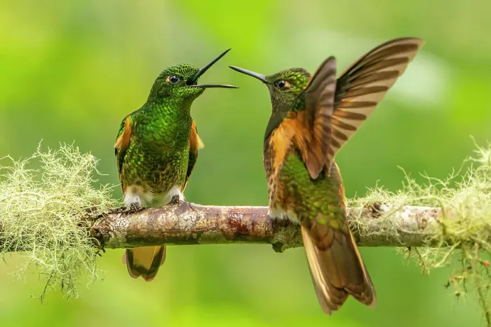Framed Print : Ecuador, Guango. Buff-tailed coronet hummingbirds fighting Framed Print : Ecuador, Guango. Buff-tailed coronet hummingbirds fighting