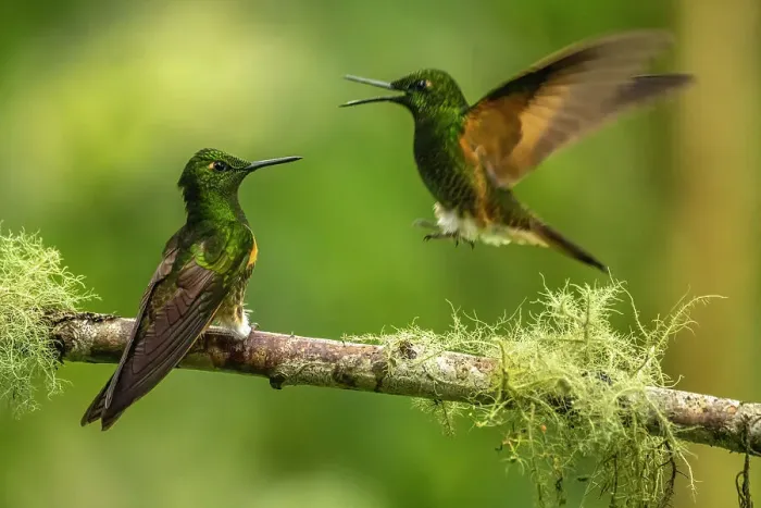 Framed Print : Ecuador, Guango. Buff-tailed coronet hummingbirds fighting Framed Print : Ecuador, Guango. Buff-tailed coronet hummingbirds fighting