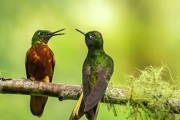 Ecuador, Guango. Chestnut-breasted coronet hummingbirds close-up
