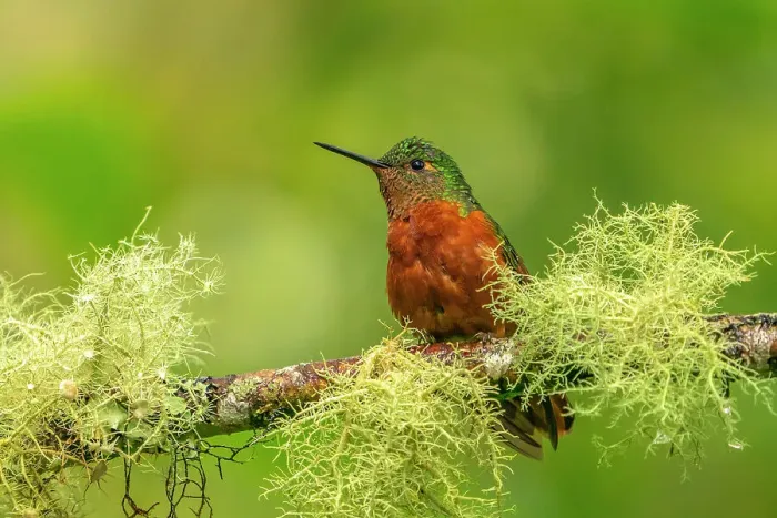 Framed Print : Ecuador, Guango. Chestnut-breasted coronet hummingbird close-up Framed Print : Ecuador, Guango. Chestnut-breasted coronet hummingbird close-up