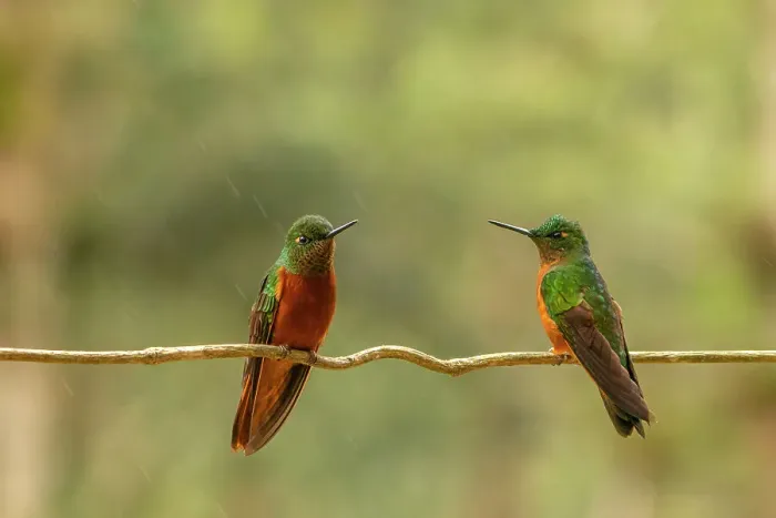 Framed Print : Ecuador, Guango. Two chestnut-breasted coronet hummingbirds on limb in rain