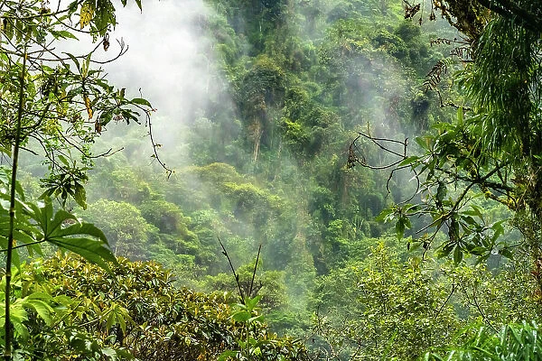 Ecuador, Guango. Cloud in jungle landscape