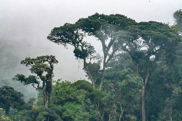 Ecuador, Guango. Clouds in jungle landscape