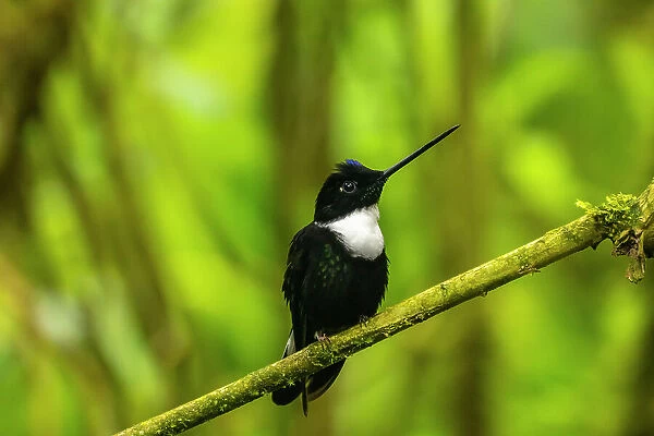 Ecuador, Guango. Collared Inca hummingbird close-up