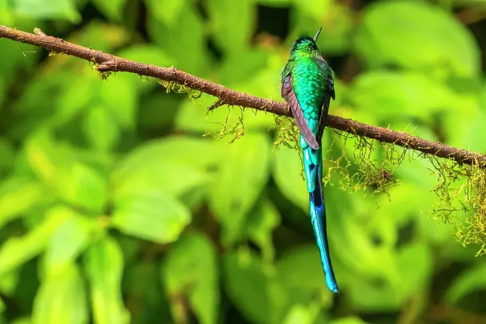 Framed Print : Ecuador, Guango. Long-tailed sylph hummingbird close-up Framed Print : Ecuador, Guango. Long-tailed sylph hummingbird close-up