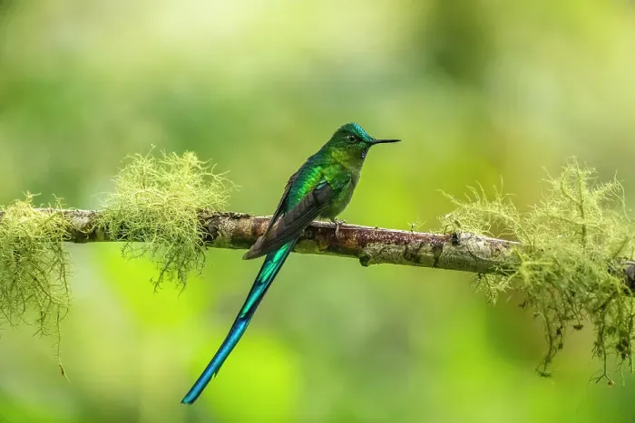 Framed Print : Ecuador, Guango. Long-tailed sylph hummingbird close-up Framed Print : Ecuador, Guango. Long-tailed sylph hummingbird close-up