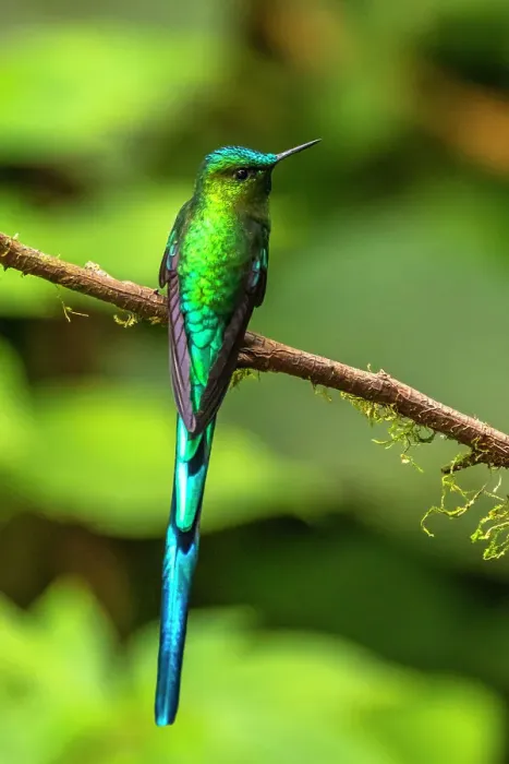 Framed Print : Ecuador, Guango. Long-tailed sylph hummingbird close-up Framed Print : Ecuador, Guango. Long-tailed sylph hummingbird close-up
