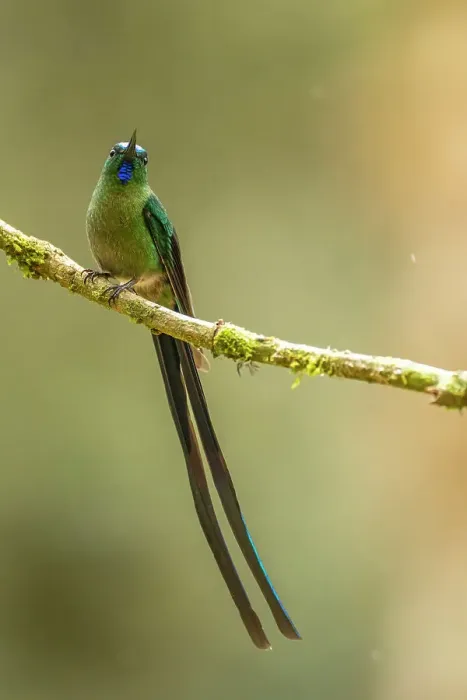 Framed Print : Ecuador, Guango. Long-tailed sylph hummingbird close-up Framed Print : Ecuador, Guango. Long-tailed sylph hummingbird close-up