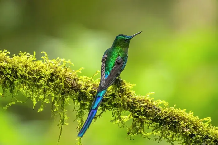 Framed Print : Ecuador, Guango. Long-tailed sylph hummingbird close-up Framed Print : Ecuador, Guango. Long-tailed sylph hummingbird close-up