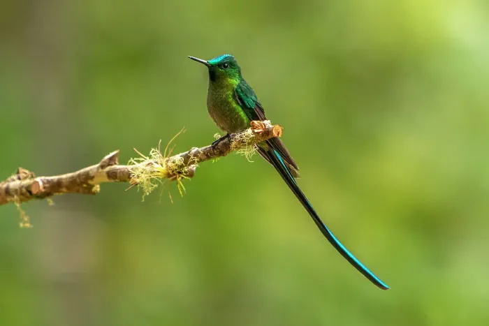 Framed Print : Ecuador, Guango. Long-tailed sylph hummingbird close-up