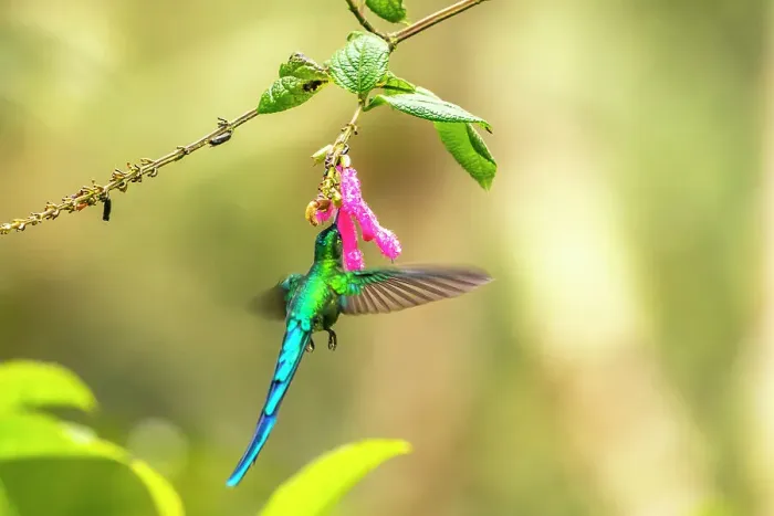 Framed Print : Ecuador, Guango. Long-tailed sylph hummingbird feeding on flower nectar Framed Print : Ecuador, Guango. Long-tailed sylph hummingbird feeding on flower nectar