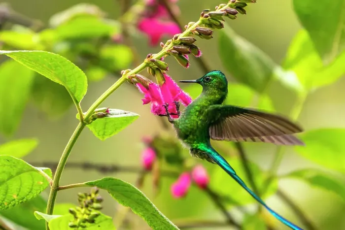 Framed Print : Ecuador, Guango. Long-tailed sylph hummingbird feeding on flowers Framed Print : Ecuador, Guango. Long-tailed sylph hummingbird feeding on flowers