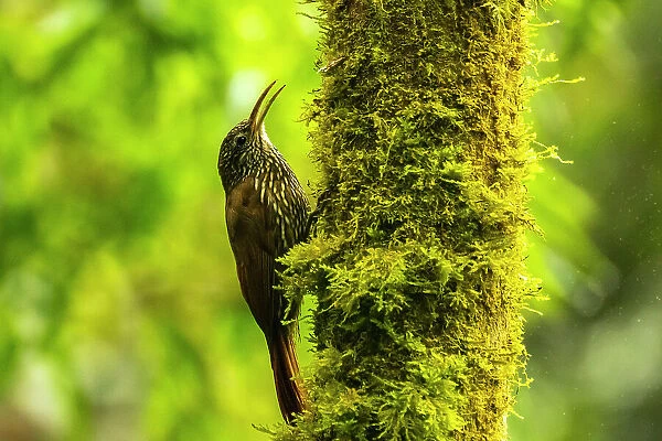 Ecuador, Guango. Streaked-headed woodcreeper bird on tree trunk