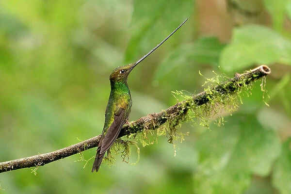 Ecuador, Guango. Swordbill hummingbird close-up