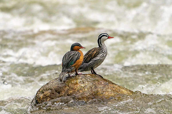 Ecuador, Guango. Two torrent ducks on rock in rushing water