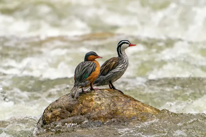 Framed Print : Ecuador, Guango. Two torrent ducks on rock in rushing water