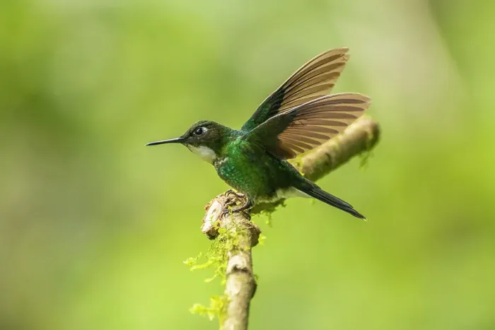Framed Print : Ecuador, Guango. Tourmaline sunangel hummingbird close-up