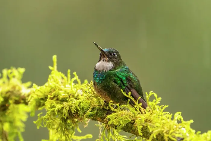 Framed Print : Ecuador, Guango. Tourmaline sunangel hummingbird close-up