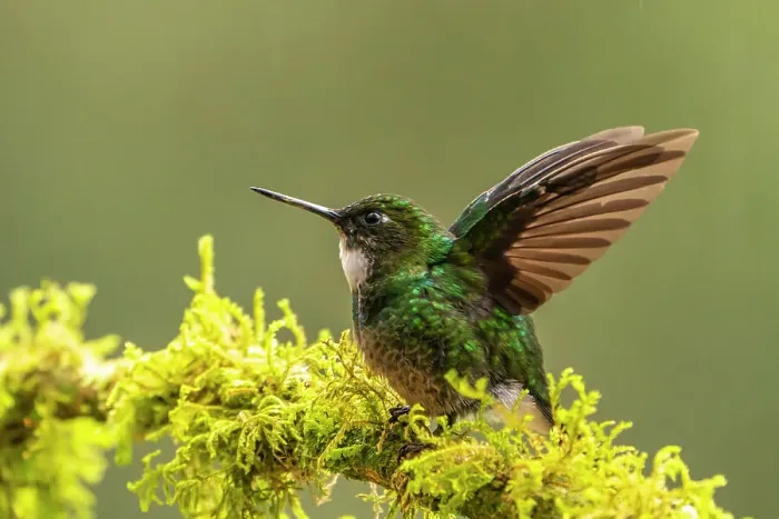 Framed Print : Ecuador, Guango. Tourmaline sunangel hummingbird close-up Framed Print : Ecuador, Guango. Tourmaline sunangel hummingbird close-up