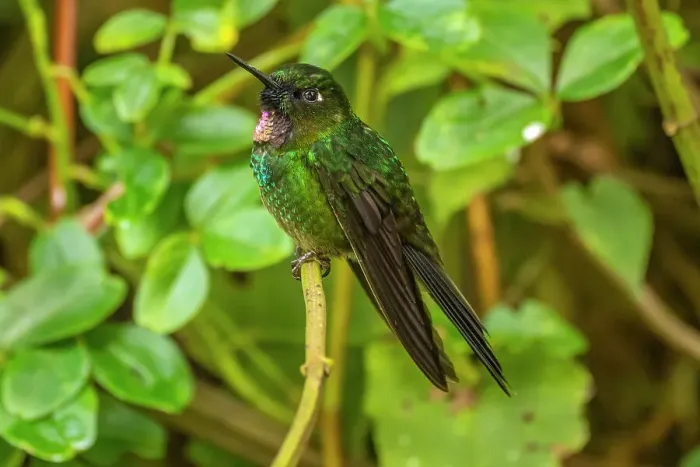 Framed Print : Ecuador, Guango. Tourmaline sunangel hummingbird close-up Framed Print : Ecuador, Guango. Tourmaline sunangel hummingbird close-up