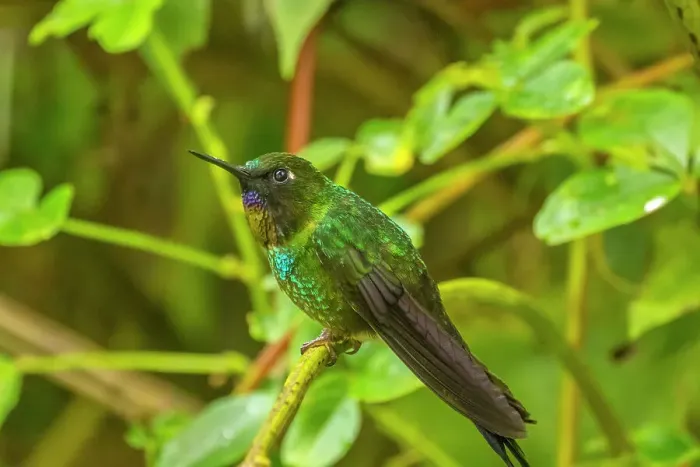 Framed Print : Ecuador, Guango. Tourmaline sunangel hummingbird close-up Framed Print : Ecuador, Guango. Tourmaline sunangel hummingbird close-up