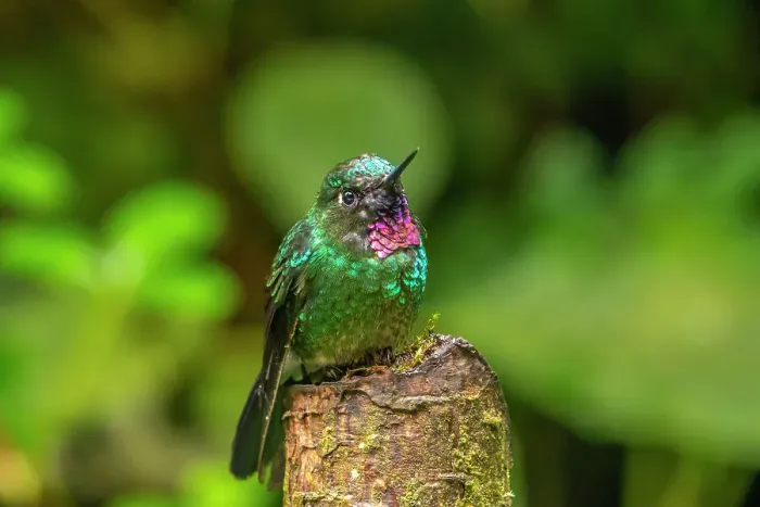 Framed Print : Ecuador, Guango. Tourmaline sunangel hummingbird close-up Framed Print : Ecuador, Guango. Tourmaline sunangel hummingbird close-up