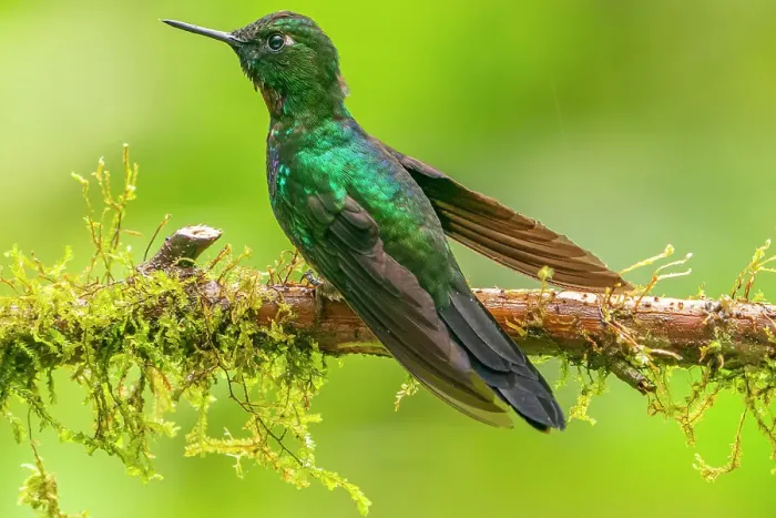 Framed Print : Ecuador, Guango. Tourmaline sunangel hummingbird close-up